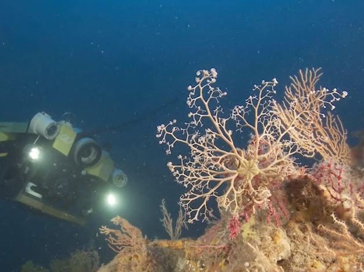 Mediterraneo: a sud della Sicilia c’è un tesoro di biodiversità