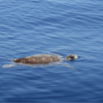 Escursione_Sicilia_Barca_Tartaruga_Caretta_Caretta